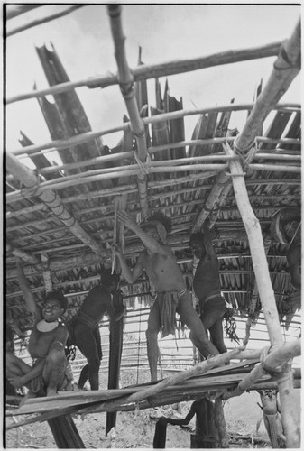 Pig festival, singsing preparations, Tsembaga: men thatch roof of visitors' house