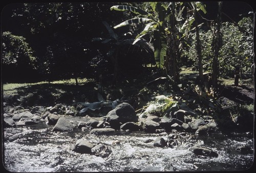 Orofere Valley, Tahiti: stream and banana trees