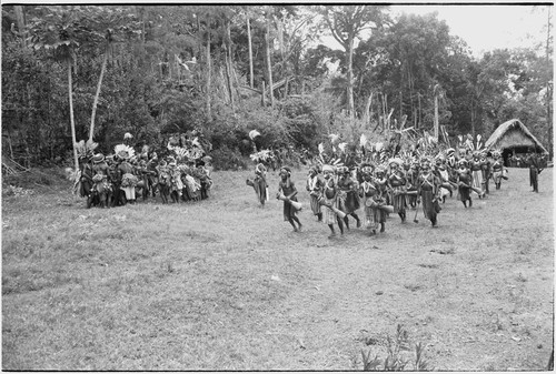 Pig festival, uprooting cordyline ritual, Tsembaga: men make stylized aggressive charge in front of government rest house, near clan boundary