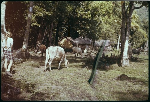 Ann Rappaport and village cattle, Orufere, Moorea