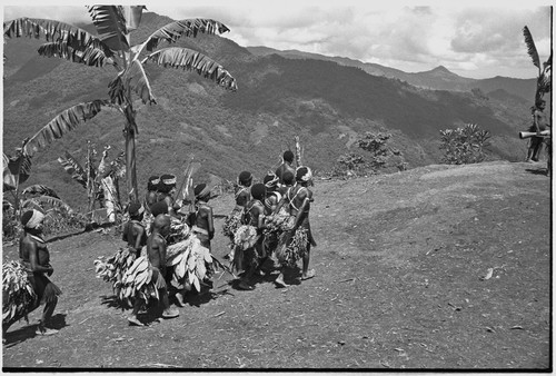 Pig festival, singsing preparations, Tsembaga: young dancers in grass bustles and shell valuables sing