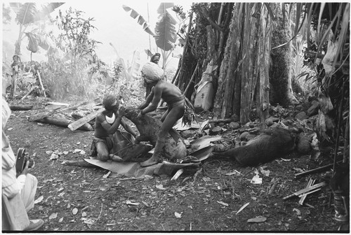 Pig festival, pig sacrifice, Tsembaga: in ancestral shrine, men collect blood from dead pig