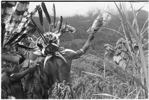 Pig festival, pig sacrifice, Tsembaga: decorated men, one wearing hornbill beaks, throw leaves (removed from their clothing) toward enemy territory, ending festival