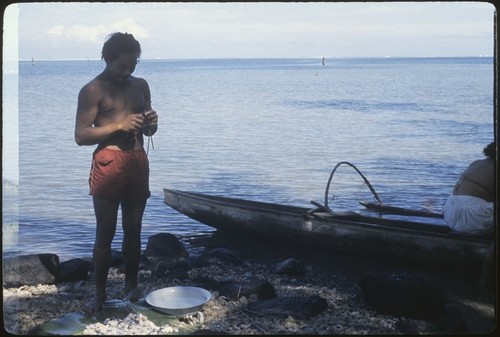 Tridacna being opened, Papara, Tahiti