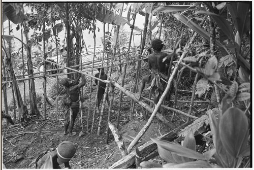 Pig festival, pig sacrifice, Tsembaga: construction of ritual fence through which allies will be fed pork