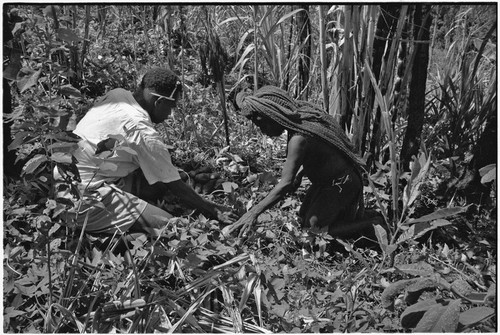 Gardening: man and woman with sweet potato plants