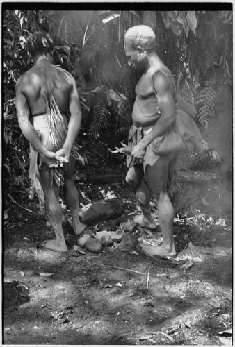 Pig festival, uprooting cordyline ritual, Tsembaga: luluai Yembs (r) and another man with female pig they have sacrified to spirits of high ground