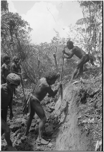 Trail-building: men use digging sticks and shovels to terrace a hillside for a path