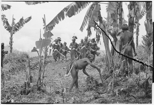 Pig festival, singsing preparations, Tsembaga: decorated men play kundu drums and dance, men on right begin to clear dance ground