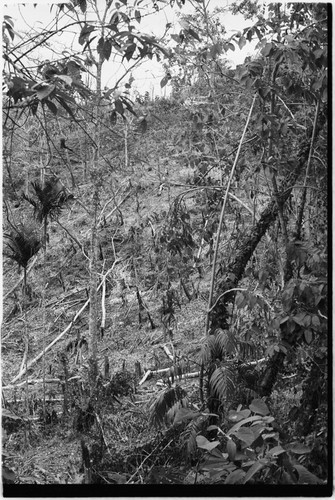 Atitau-Wanuma trail: slash-and-burn clearing for garden