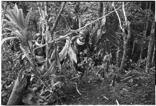 Pig festival, pig sacrifice, Tsembaga: men carry eel traps into ancestral shrine, entrance marked with leaves and cordyline