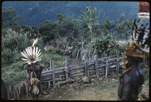 Pig festival, singsing, Tsembaga: Tagura men with feather headdresses stand at fence