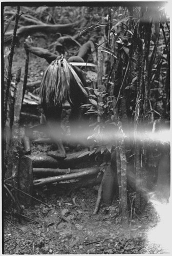 Pig festival, stake-planting, Tuguma: man at boundary gate marked with stakes and cordyline