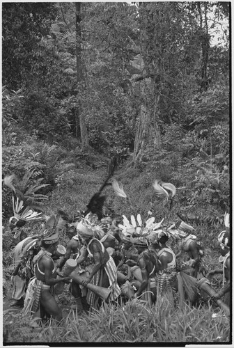 Pig festival, uprooting cordyline ritual, Tsembaga: taking uprooted plant to enemy boundary, decorated men pound drums, group in distance approaches