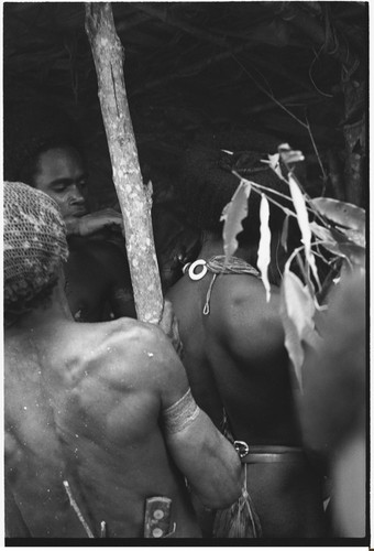 Pig festival, wig ritual, Tsembaga: applying sap to harden wig