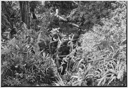 Pig festival, uprooting cordyline ritual, Tsembaga: men carry pig trussed to a pole, up trail