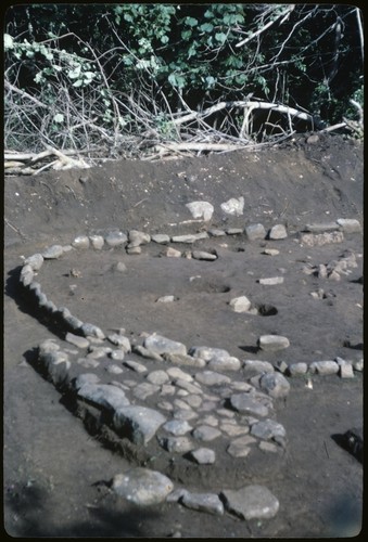 Opunohu archaeological excavation, Moorea: dig at ancient house site