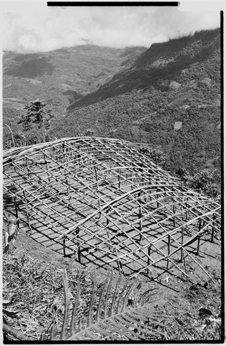 Pig festival, singsing preparations: building visitors' house, frame with roof supports