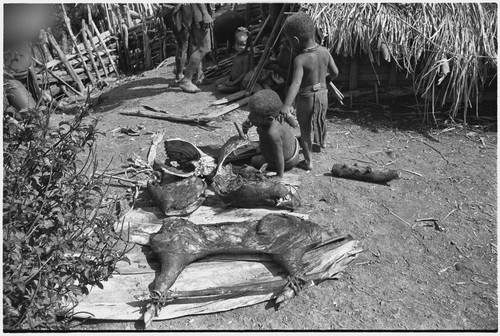 Distribution of wild pig meat: child eats pork