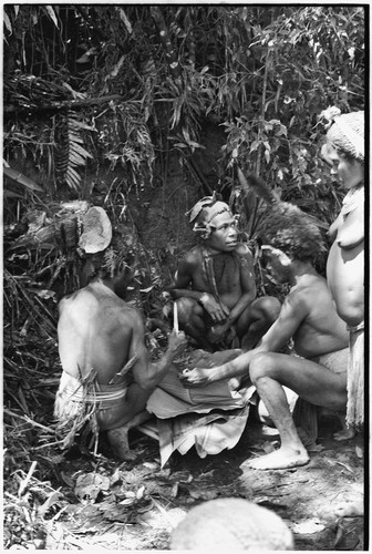 Pig festival, uprooting cordyline ritual, Tsembaga: preparing ritual food to be cooked in banana leaves