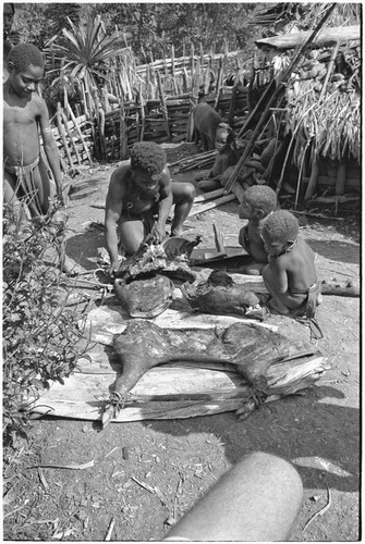 Distribution of wild pig meat: man cuts cooked pork, closely watched by children