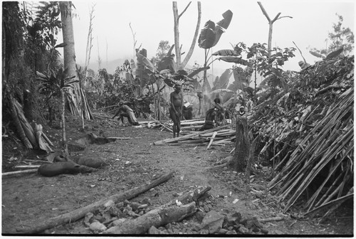 Pig festival, pig sacrifice, Tsembaga: in ancestral shrine, men singe bristles off pigs, other sacrified pigs in foreground