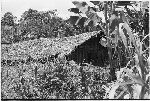 Wanuma-Kurum: yam house