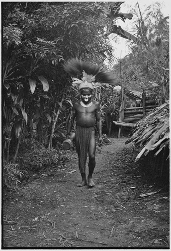 Pig festival, uprooting cordyline ritual, Tsembaga: decorated man with bird-of-paradise feather headdress in enclosure near ritual gate