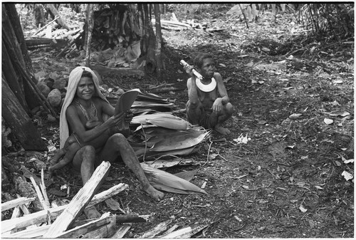 Pig festival, pig sacrifice, Tsembaga: women flatten leaves to thatch sacrifice house