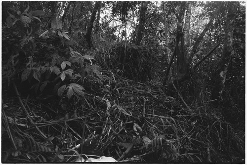 Hunting: pit trap laid on a pig trail