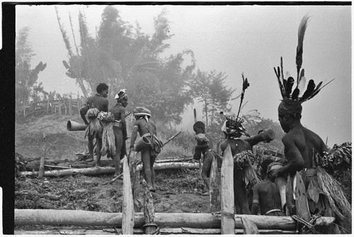 Pig festival, stake-planting, Tuguma: Tsembaga men men cross boundary fences on way to dance ground