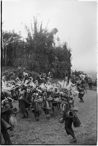 Pig festival, pig sacrifice, Tsembaga: below ritual fence, crowd of decorated men with headdresses, wigs, bustles, kundu drums