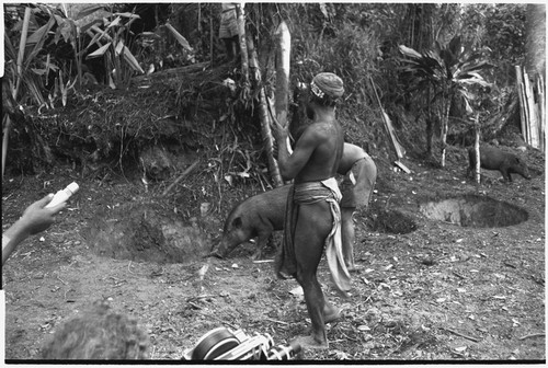 Pig festival, pig sacrifice, Tsembaga: next to pigs in ancestral shrine, man holds club, about to sacrifice pig