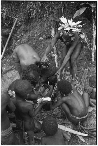 Pig festival, pig sacrifice, Tsembaga: blood from dead pig is caught on a leaf