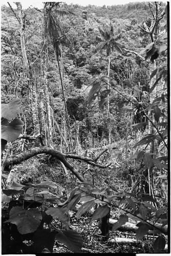 Atitau-Wanuma trail: slash-and-burn clearing for garden