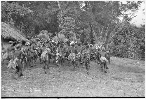 Pig festival, uprooting cordyline ritual, Tsembaga: men make stylized aggressive charge in front of government rest house, near clan boundary