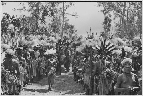 Pig festival, singsing, Kwiop: decorated people with feather headdresses and kundu drums in dance lines