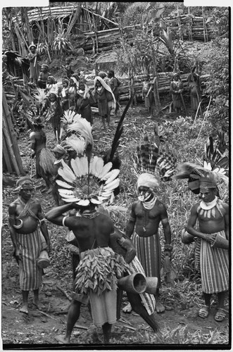 Pig festival, uprooting cordyline ritaul, Tsembaga: decorated men with feather headdresses and kundu drums await uprooting of tanket plant