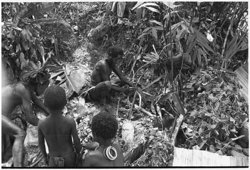 Pig festival, pig sacrifice, Tsembaga: man makes packet to hold food for cooking