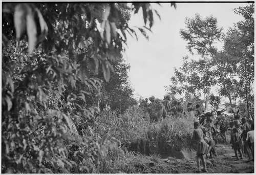 Pig festival, uprooting cordyline ritual, Tsembaga: decorated men go to enemy boundary to dispose of plant