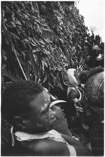 Pig festival, pig sacrifice, Tsembaga: decorated allies at small opening in ritual fence, receiving salted pork