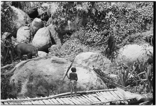 Pig festival, pig sacrifice: large pig is pulled across a stream, being brought to slaughter