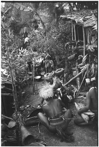 Pig festival, pig sacrifice, Tsembaga: behind ritual fence, Tsembaga men prepare to distribute salted pork fat to allies