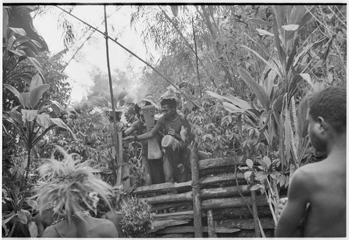 Pig festival, uprooting cordyline ritual, Tsembaga: decorated men enter enclosure where cordyline was planted