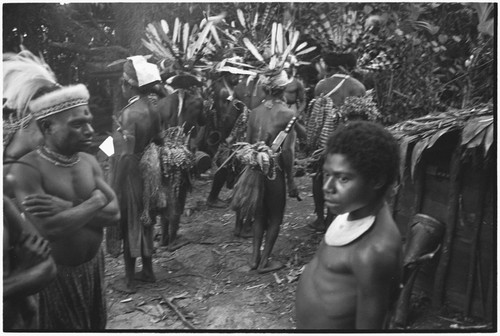 Pig festival, pig sacrifice, Tsembaga: behind ritual fence, Tsembaga men prepare to distribute pork to allies