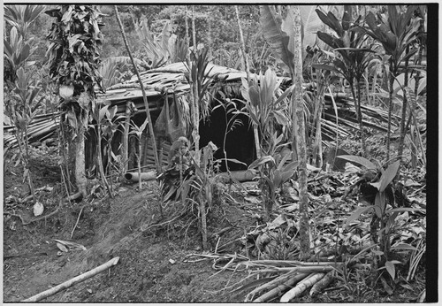 Pig festival, uprooting cordyline ritual, Tsembaga: tanket plants by men's house will be dug up, marking new phase of festival