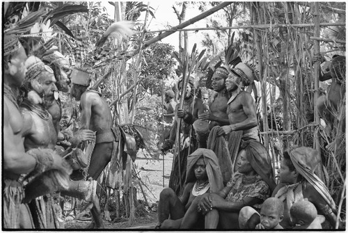 Pig festival, singsing, Kwiop: decorated dancers with feather headdresses, kundu drums, and weapons