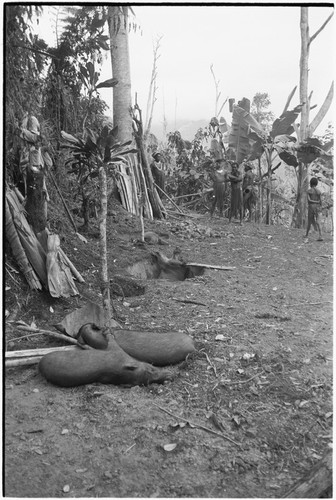 Pig festival, pig sacrifice, Tsembaga: in ancestral shrine, dead pigs beside and in pits