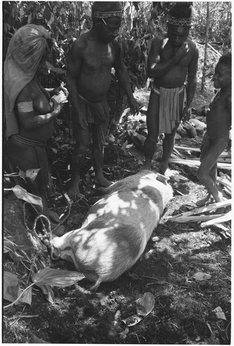 Pig festival, pig sacrifice, Tsembaga: people stand over recently killed pig