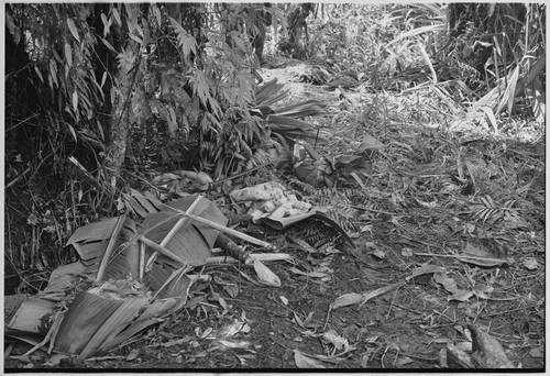 Pig festival, uprooting cordyline ritual, Tsembaga: in ancestral shrine, food for ritual meal is piled on leaves